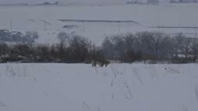 ARVADA COLORADO-2015: Wolf Digs A Hole Looking For Something On A Snowy Day