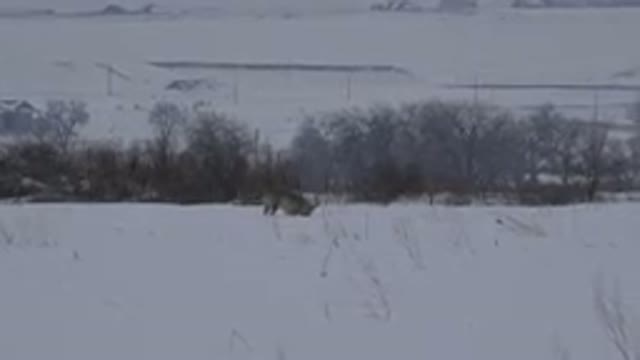 ARVADA COLORADO-2015: Husky Dog Digging in Snowy Hill Near Multiple Roads
