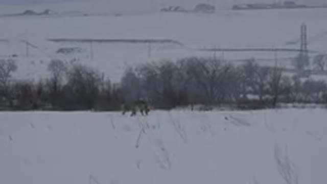 ARVADA COLORADO-2015: Grey Animal Walking In Snow On A Cloudy Day