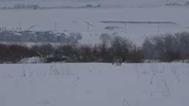 ARVADA COLORADO-2015: Alone Dog Walking And Smelling The Snow-Covered Road