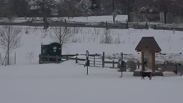 ARVADA COLORADO-2015: Dog Hunting In The Snow With A Man In Solitude