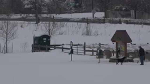 ARVADA COLORADO-2015: Two Men Walking Their Dog In The Snow During A Winter Day