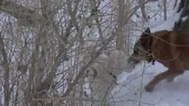 ARVADA COLORADO-2015: Two Dogs Playing In The Snow Feeling Extremely Happy And