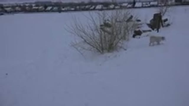 ARVADA COLORADO-2015: Dog In A Barren Field Covered In Snow Walking Around