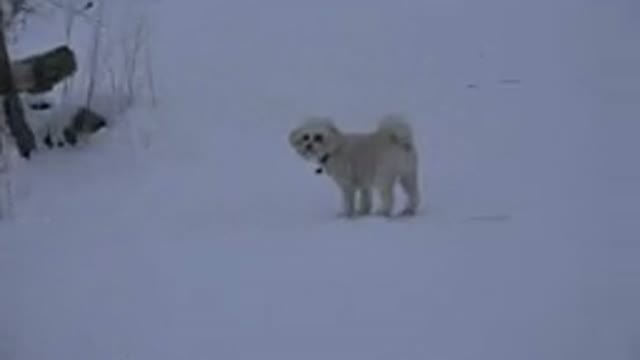 ARVADA COLORADO-2015: A White Dog Playing In The Snow In The Morning