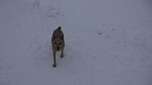 ARVADA COLORADO-2015: Dog Snow Clouds Beautiful Joy Cuddly Walking Small Strange