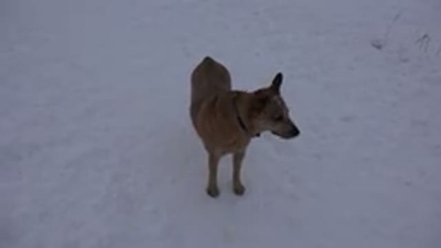 ARVADA COLORADO-2015: Tan Colored Dog Stands On Snow Covered Ground Turns Head