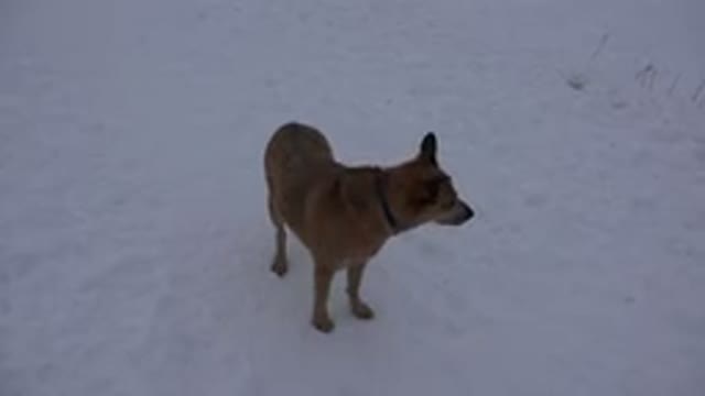 ARVADA COLORADO-2015: Dog Barks Outside in Snow During Cold Winter Storm Alone Unleashed