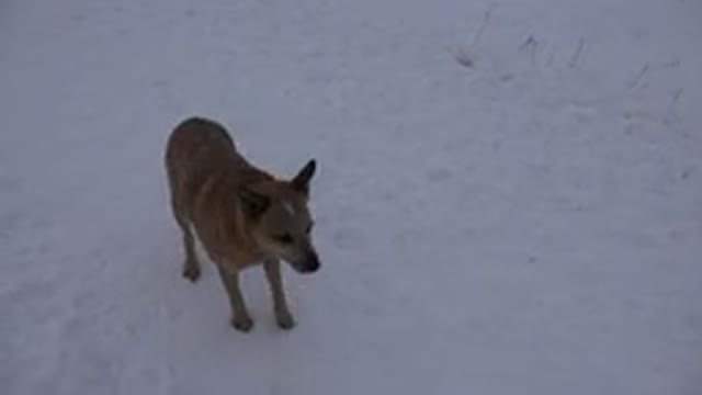 ARVADA COLORADO-2015: A Dog Standing in a Snow Covered Field Sniffing the Ground