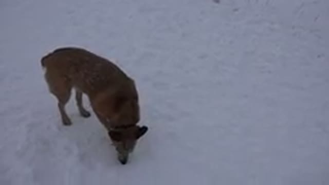 ARVADA COLORADO-2015: Dog Smelling Snow Then Looking Away Searching For