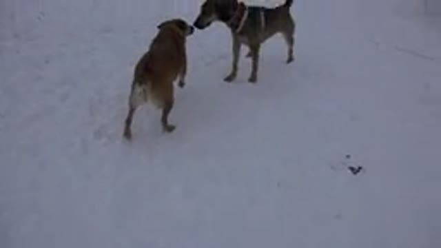 ARVADA COLORADO-2015: Two Dogs Outside On A Cold Snowing Day Having Fun