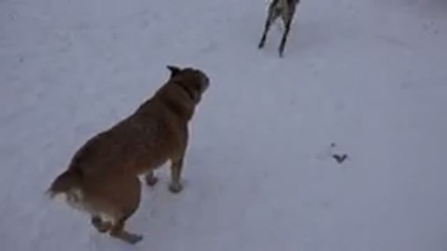 ARVADA COLORADO-2015: Walk In The Snow With My Dogs