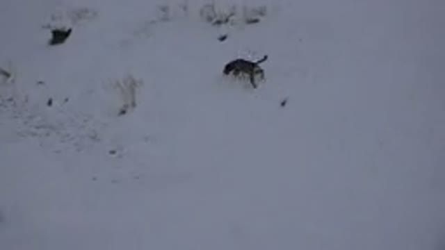 ARVADA COLORADO-2015: An Excited Dog With a Harness Playing in the Snow