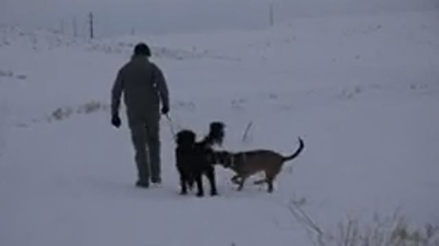 ARVADA COLORADO-2015: Man With Two Dogs Walking on Snow-Covered Road