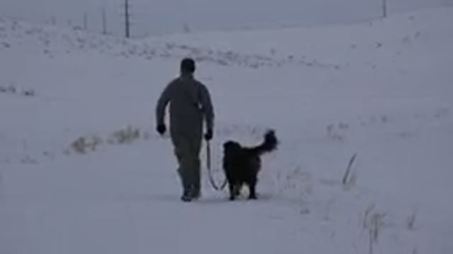 ARVADA COLORADO-2015: Man Walking in a Barren Snow Field with Dogs in Winter