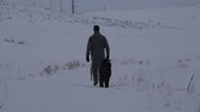 ARVADA COLORADO-2015: Dog Hunting In The Snow With A Man In Solitude