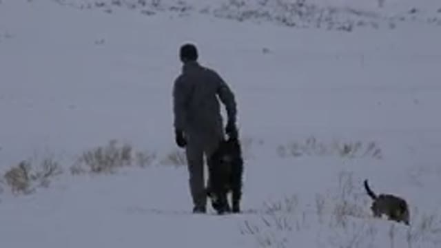 ARVADA COLORADO-2015: Man With His Dog Walking the Snow-Covered Road