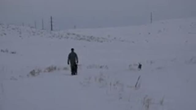 ARVADA COLORADO-2015: A Person Walking With Two Dogs In The Snow With Tall Grass