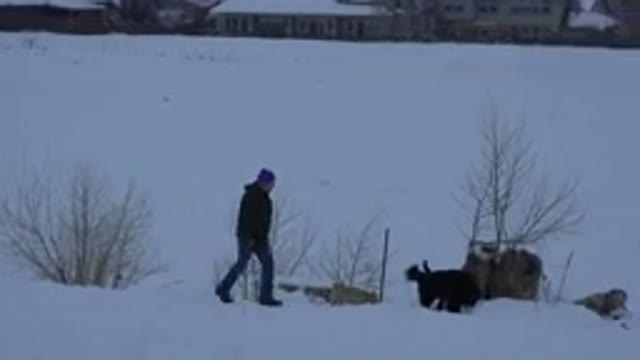 ARVADA COLORADO-2015: Man And Dogs Walking Through A Road Covered In Snow