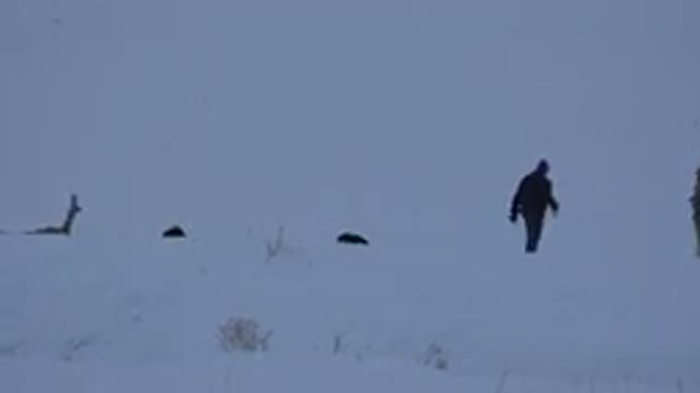 ARVADA COLORADO-2015: Dog Hunting In The Snow With A Man In Solitude