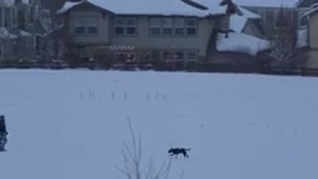 ARVADA COLORADO-2015: Dog Runs On A Snow-Covered Road To Meet His Three Masters