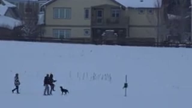 ARVADA COLORADO-2015: Running Dog With His Three Masters Walking On The Road