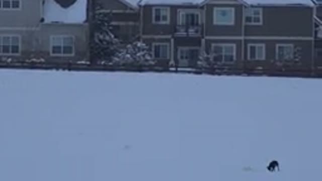 ARVADA COLORADO-2015: A Dog Plays In A Snow Covered Field In Front Of A Row Of Homes