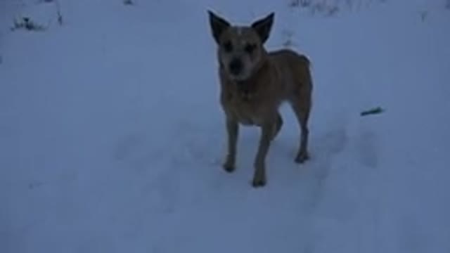 ARVADA COLORADO-2015: White Dog Attacking in Snow, Jumping and Running in Cold Weather