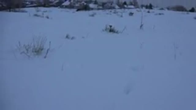 ARVADA COLORADO-2015: Dog Animal Roaming Snow Hills Zoom View Blue Sky