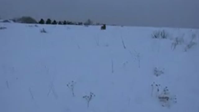 ARVADA COLORADO-2015: A Dog Running On A Snow-Covered Road