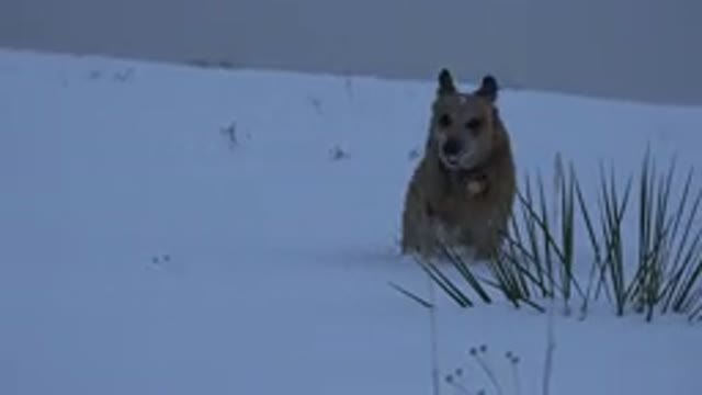 ARVADA COLORADO-2015: Brown Dog Stands in Snow Barking on a Cloudy Day
