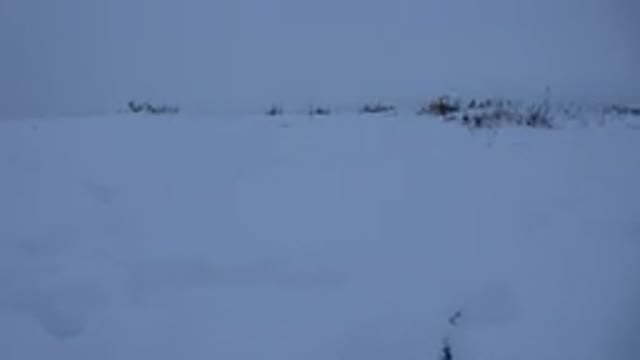 ARVADA COLORADO-2015: Dog Running Around In The Snow On A Cold Snowy Day