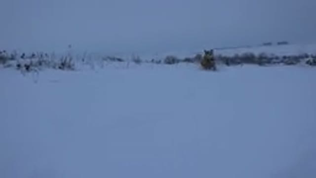 ARVADA COLORADO-2015: A Small Light Brown Dog Running Quickly Through The Snow