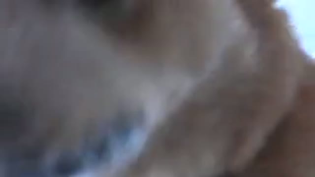 ARVADA COLORADO-2015: Dog Wearing Black And Blue Collar Sniffs Near Camera In Snow