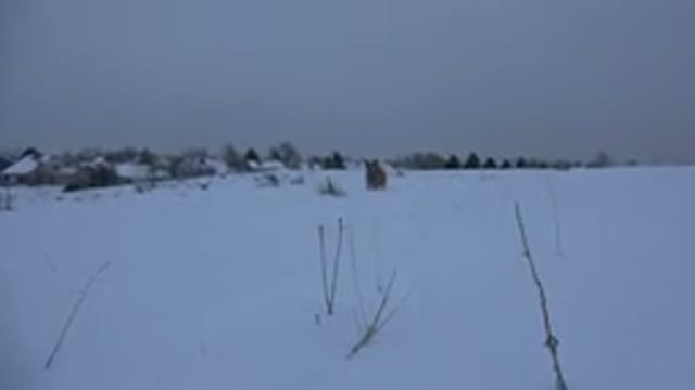 ARVADA COLORADO-2015: Jumping Dog In The White Snow