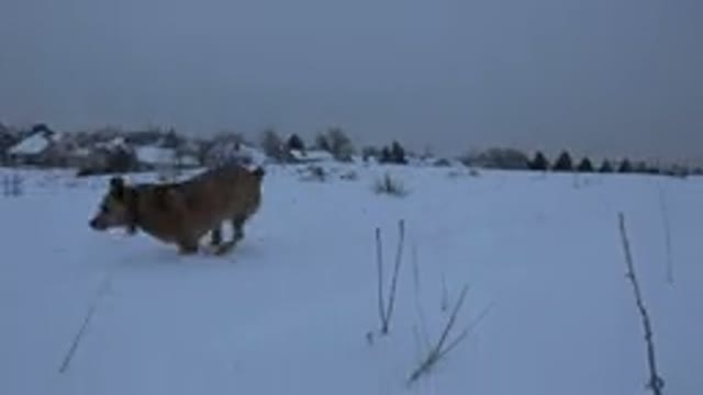 ARVADA COLORADO-2015: Snow Much Dog Fox Each In The Winter North Hunting Grass