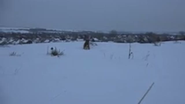 ARVADA COLORADO-2015: Dog Explores Beneath the Snow-Covered Road