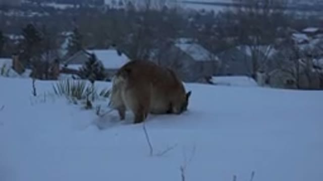 ARVADA COLORADO-2015: Adult Brown Dog Explores the Snow-Covered Road