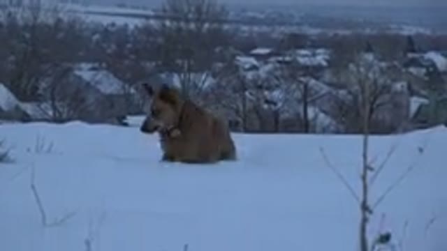 ARVADA COLORADO-2015: Belgian Shepherd with Pendant Playing and Digging in the Snow