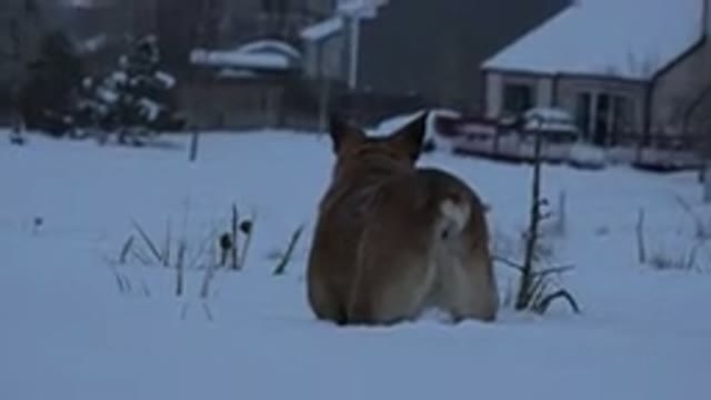 ARVADA COLORADO-2015: Dog Hunting In The Snow With A Little Solitude Home Long
