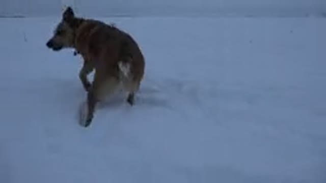 ARVADA COLORADO-2015: Dog In Snow Sniffing And Looking To Horizon