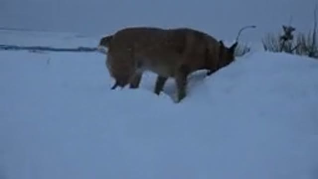 ARVADA COLORADO-2015: Dog Walking Through The Snow Sniffing Something And Suddenly Reacting