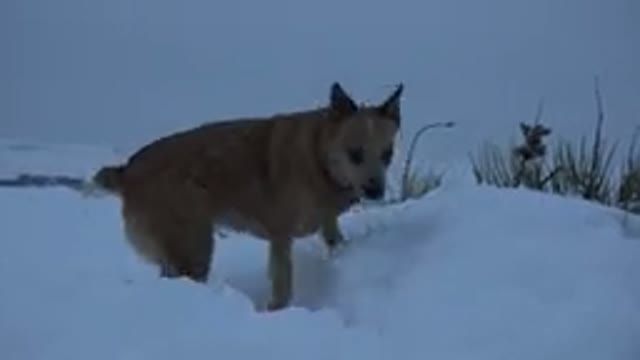 ARVADA COLORADO-2015: Big Brown Dog Walking Around the Snow-Covered Road