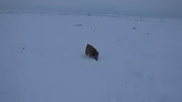 ARVADA COLORADO-2015: Curious Brown Dog Explores the Snow-Covered Road
