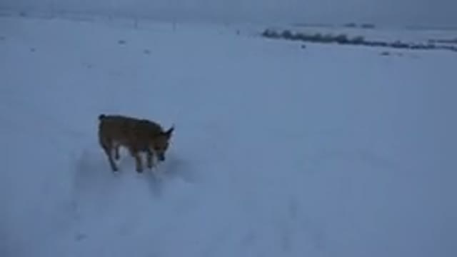 ARVADA COLORADO-2015: Dog In The Snow Looking Beyond A Fence In The Country
