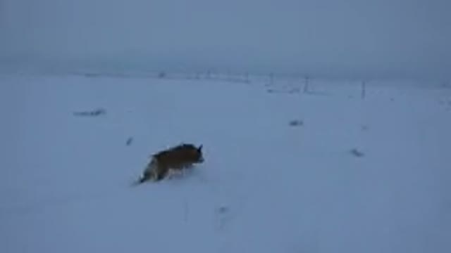 ARVADA COLORADO-2015: Dog Running In The Snow During A Winter Day
