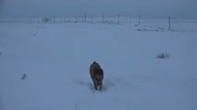 ARVADA COLORADO-2015: Searching For Life In Snow