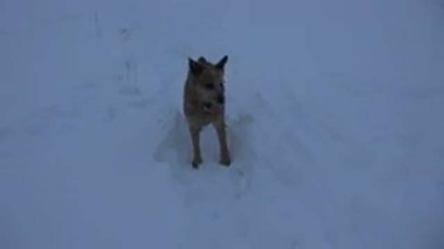 ARVADA COLORADO-2015: Brown Dog Stands In White Snow On A Clear Day