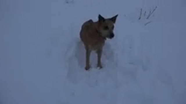 ARVADA COLORADO-2015: Caramel Medium Sized Mutt Dog Happily Walking And Jumping