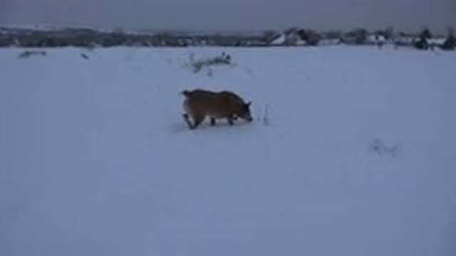 ARVADA COLORADO-2015: A Big Dog Is Playing In The Snow Rain Lonely